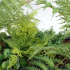 Amazonie - Jardinière 70 cm – Bac blanc ou noir (3)