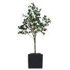 Eucalyptus Artificiel – H. 230 & 250 cm – Divers Pots – PE & Tergal (8)