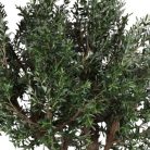 L'OLIVIER 230270280cm - Arbre méditerranéen semi-naturel en pot noir ou blanc, forme carrée ou cylindrique (2)