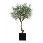 L'OLIVIER 230270280cm - Arbre méditerranéen semi-naturel en pot noir ou blanc, forme carrée ou cylindrique (3)