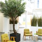 L'OLIVIER 230270280cm - Arbre méditerranéen semi-naturel en pot noir ou blanc, forme carrée ou cylindrique (3)