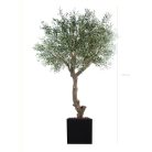 L'OLIVIER 230270280cm - Arbre méditerranéen semi-naturel en pot noir ou blanc, forme carrée ou cylindrique (4)