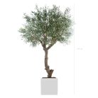 L'OLIVIER 230270280cm - Arbre méditerranéen semi-naturel en pot noir ou blanc, forme carrée ou cylindrique (5)