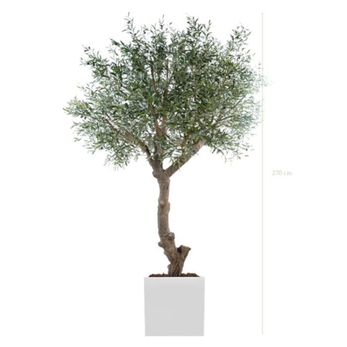 L'OLIVIER 230270280cm - Arbre méditerranéen semi-naturel en pot noir ou blanc, forme carrée ou cylindrique (5) L'OLIVIER 230270280cm - Arbre méditerranéen semi-naturel en pot noir ou blanc, forme carrée ou cylindrique (5)