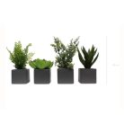 LOT DE 4 PLANTES VÉGÉTALISÉES 1822 - Succulentes artificielles en pots céramique gris ou blanc, cylindriques et carrés (7)