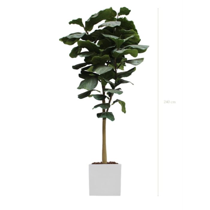 LYRATA 240 – Arbre artificiel tropical avec pot Fiberstone cylindrique ou carré, noir ou blanc (40x40x40 cm) (2) LYRATA 240 – Arbre artificiel tropical avec pot Fiberstone cylindrique ou carré, noir ou blanc (40x40x40 cm) (2)