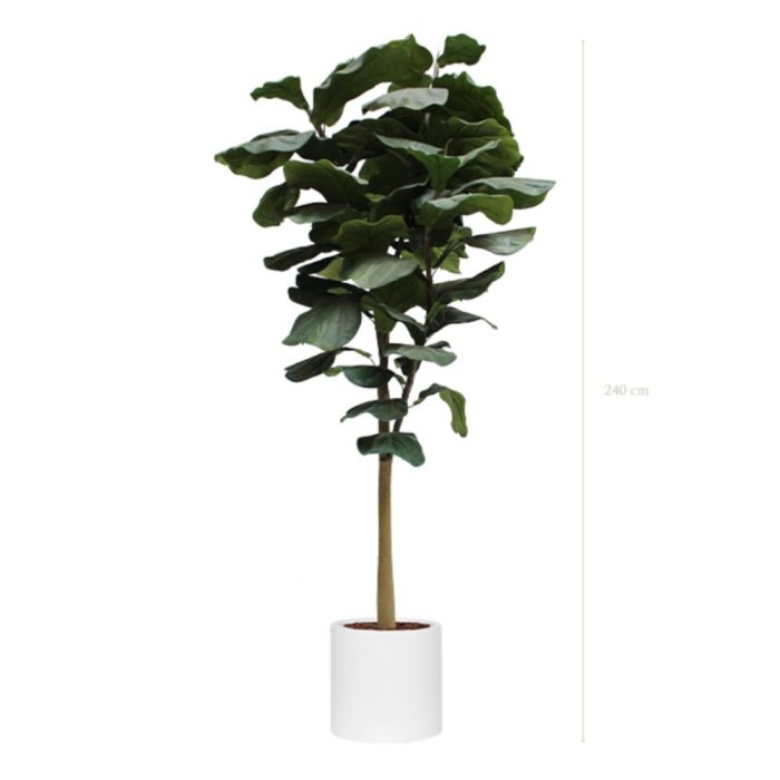 LYRATA 240 – Arbre artificiel tropical avec pot Fiberstone cylindrique ou carré, noir ou blanc (40x40x40 cm) (5) LYRATA 240 – Arbre artificiel tropical avec pot Fiberstone cylindrique ou carré, noir ou blanc (40x40x40 cm) (5)