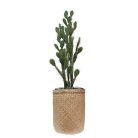 Le Cactus Artificiel – Hauteur 150-155 cm – Pots variés (Fiberstone noirblanc, Jonc de mer, Ficonstone marron) (5)
