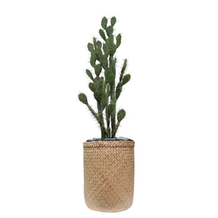 Le Cactus Artificiel – Hauteur 150-155 cm – Pots variés (Fiberstone noirblanc, Jonc de mer, Ficonstone marron) (5)