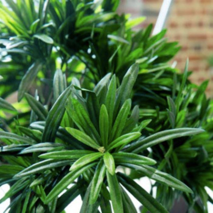 PODOCARPUS 150165170cm - Bonzaï artificiel zen en pots ovales ou tressés, noir, blanc ou beige (1)