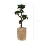 PODOCARPUS 150165170cm - Bonzaï artificiel zen en pots ovales ou tressés, noir, blanc ou beige (4)