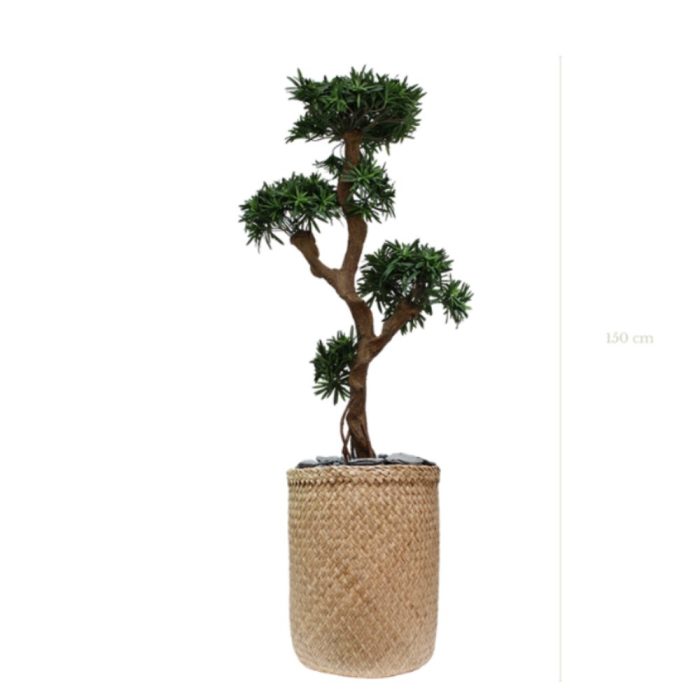 PODOCARPUS 150165170cm - Bonzaï artificiel zen en pots ovales ou tressés, noir, blanc ou beige (4)