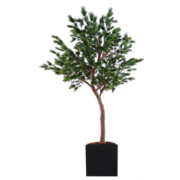 Pin Semi-Naturel – H. 230 & 270 cm – Pot Carré Noir ou Blanc – Bois, Fibre & PE (3)