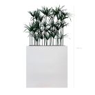 Séparateurs Papyrus – ambiance zen, hauteur 130 à 145 cm, bacs noir ou blanc, artificiel & stabilisé (2)